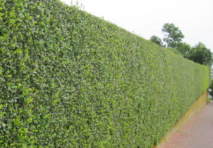 hedge-cutting-maintenance-south-kensington