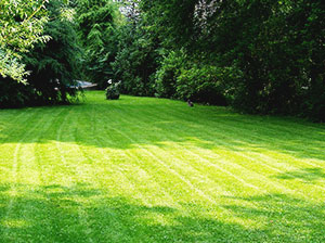 lawn-mowing-kensington